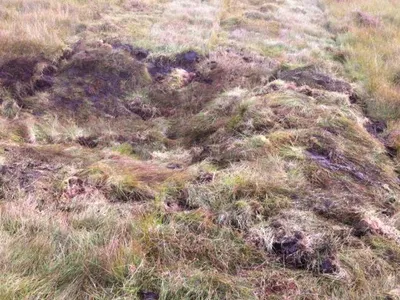 Peatland Restoration — Drumclog Plant, photo 2